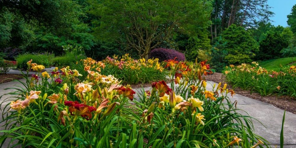 daylily garden