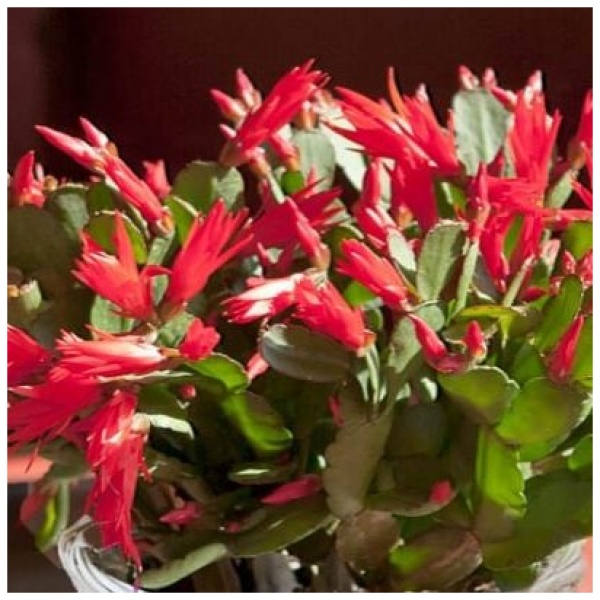 christmas cactus red 3.